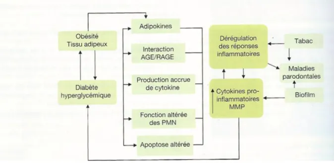 Figure 2. La relation bidirectionnelle existant entre diabète et maladies parodontales (10) 