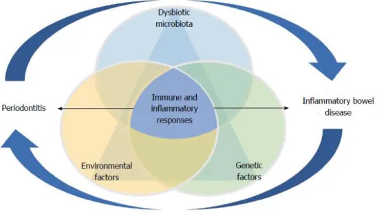 Figure 7. Modélisation de la relation entre maladies parodontales et MICI (40) 