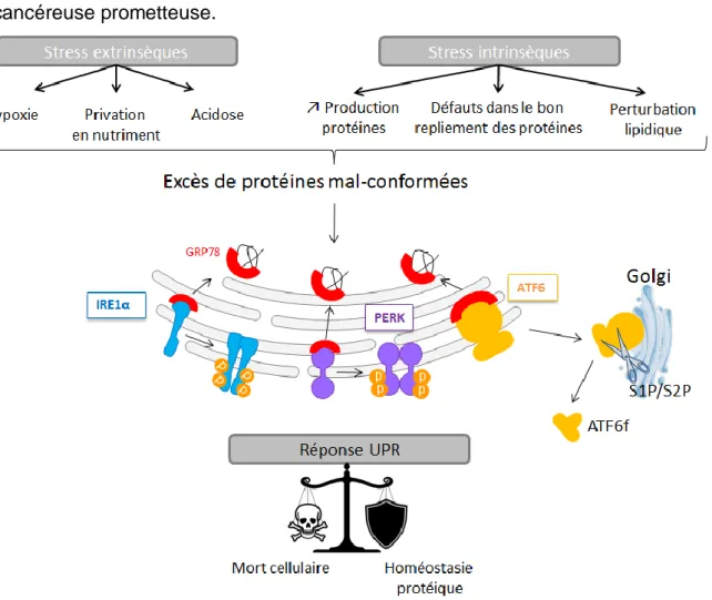 Figure 1 : Différents stress extrinsèques (hypoxie, privation en nutriment, acidose) ou intrinsèques (augmentation  de  la  production  de  protéines,  défauts  dans  le  bon  repliement  des  protéines,  perturbation  lipidique)  peuvent  provoquer  un  e