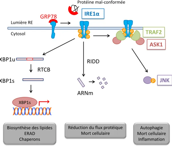 Figure  2  :  Activation  de  la  voie  IRE1α  et  ses  conséquences:  La  dissociation  de  GRP78  d’IRE1α  lors  d’un  stress va permettre d’induire l’oligomérisation et l’autophosphorylation d’IRE1α, nécessaire à son activité RNAse
