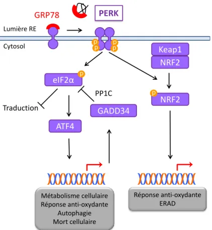 Figure  3  :  Activation  de  la  voie  PERK   et  ses  conséquences:  La  dissociation  de  GRP78  à  PERK  lors  d’un  stress va permettre l’oligomérisation et la trans-autophosphorylation de PERK, nécessaire à son activité kinase