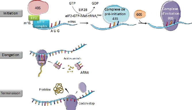 Figure  5 : Les différentes étapes de la traduction. L’initiation au niveau du codon AUG nécessite, lors d’une  traduction  cap-dépendant,  de  l’interaction  du  complexe  eIF4F  ainsi  que  du  ribosome  40S  et  des  facteurs  d’initiation  comme  eIF3