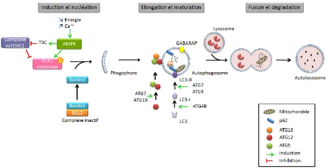 Figure  10  :  Autophagie  (ERAD  II).  L’autophagie  est initiée par le  complexe  ULK1,  permettant  la  formation  de  la  double membrane  appelée  phagophore