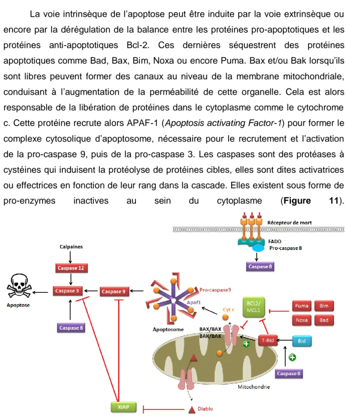 Figure  11  :  La  réponse  apoptotique.  La  voie  extrinsèque  de  l’apoptose  induit  par l’activation  de  récepteur  de  mort  permet  l’activation  de  la  caspase  8