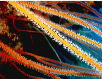 Figure  1.2.  Colonies de polypes  qui  forment  un  corail  mou.  (source:  Noël  Lapez) 