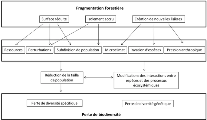 Figure  2  :  Modèle  conceptuel  des  conséquences  de  la  fragmentation  forestière