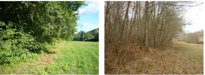 Figure  11  :  Photographies  d’une  lisière  en  été  (à  gauche)  et  en  hiver  (à  droite)