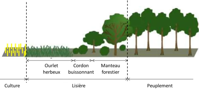 Figure 12 : Schéma en coupe transversale d’une lisière pluristratifiée. Adapté de Snoek et Baar (2001)