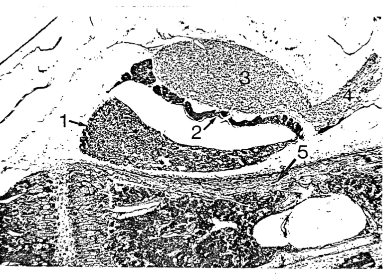 FIGURE III: Coupe histologique de 11 hypophyse de rat