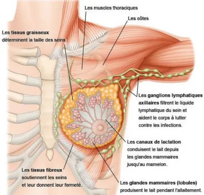 Figure 8 : Anatomie générale du sein (21) 