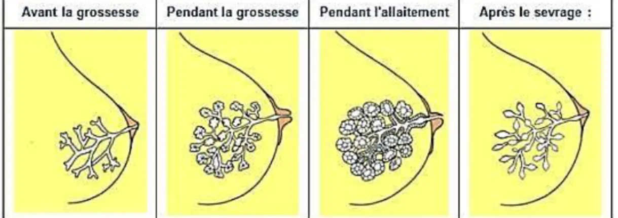 Figure 13 : Évolution de la structure interne de la glande mammaire (avant et pendant la grossesse,  pendant l'allaitement et après le sevrage) (24) 