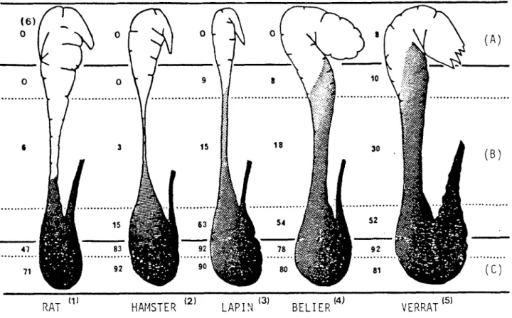 Fig. 1:  Comparaison de la fécondance des spermatozoïdes de différentes régions épididymaires chez les mammifères