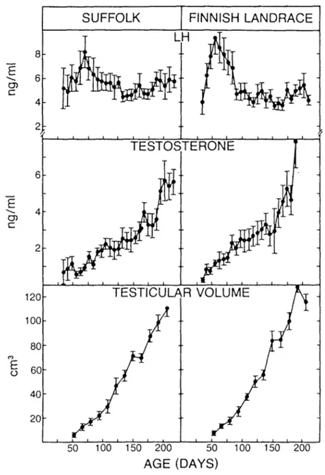 Fig. 1:  Profiles of blood plasma LH and testosterone concentrations and testicular volume during sexual maturation in 10 Finnish Landrace  and 10 Suffolk lambs
