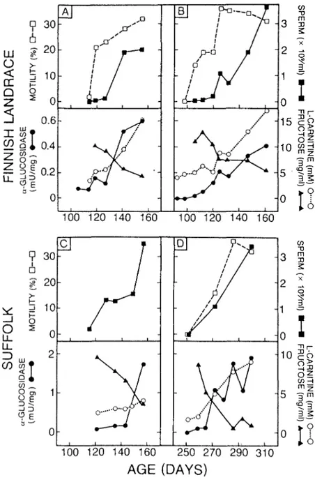 Fig. 2:  Effect of sexual maturation on semen quality and quantity and on seminal plasma a-glucosidase activity, L-carnitine and fructose  concentrations in the 4 lambs, 2 Finnish Landrace and 2 Suffolk,  we have been able to collect sperm during puberty.