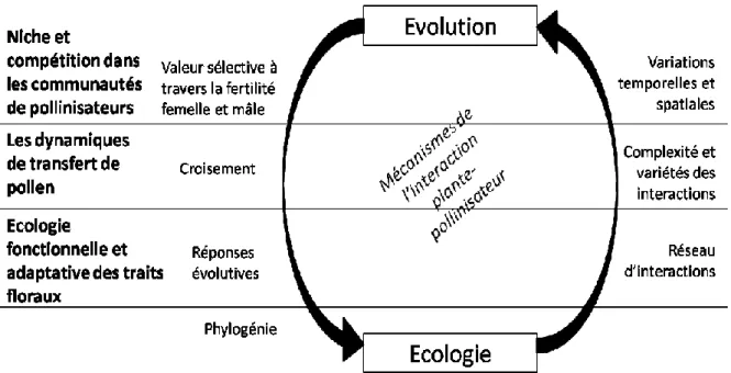 Figure 1 : Représentation conceptuelle de l’interface entre l’écologie et l’évolution dans l’étude de  l’interaction plante-pollinisateur (tiré et adapté de Mitchell et al