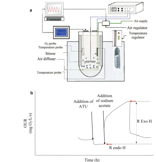 Fig. 1. (a) Experimental set-up for respirometric tests. (b) Course of a respirogram. R: respiration, Endo: endogenous, Exo: exogenous