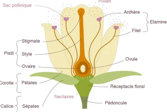 Figure n°1 : Coupe de fleur hermaphrodite (3) 