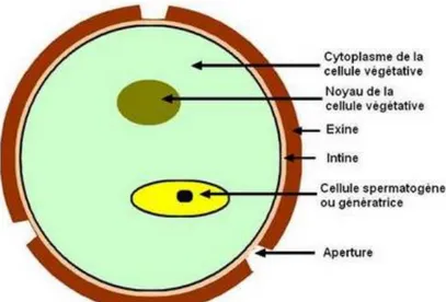 Figure n°2 : Schéma d’un grain de pollen (7) 