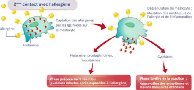 Figure n°5 : Réaction allergique (29) 