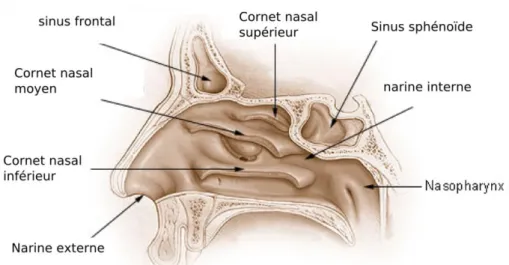 Figure n°6 : La cavité nasale (32) 