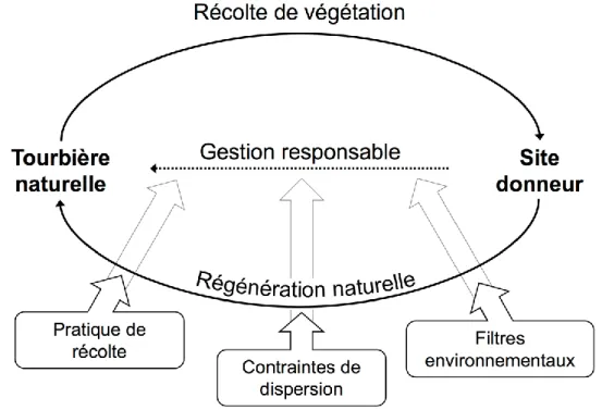 Figure 1.3  Cadre  conceptuel  du  chapitre 3  sur  la  régénération  des  sphaignes  dans  les  tourbières  perturbées  par  la  récolte  de  végétation  (sites  donneurs)