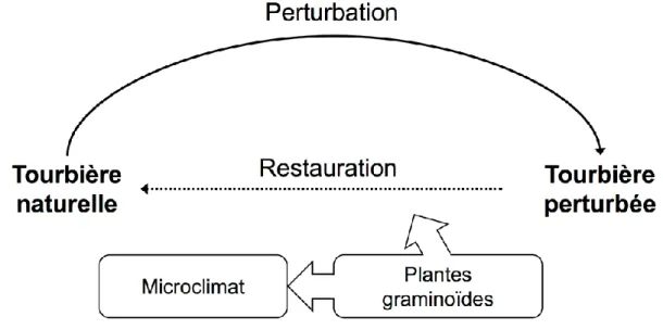 Figure 1.4.  Cadre  conceptuel  des  chapitres 4  et  5  sur  l’influence  des  plantes  graminoïdes  sur  le  développement  des  tapis  de  sphaignes  dans  des  tourbières  restaurées