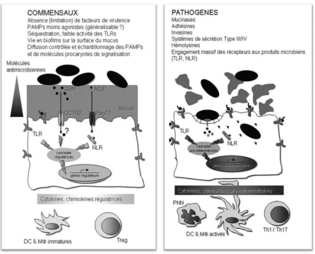 Figure  6 :  les  facteurs  de  virulence  sont  impliqués  dans  les  diverses  phases  d’infection ;  lorsque  les  conditions  sont  propices  un  microorganisme  commensal  peut  évoluer en pathogène (104)