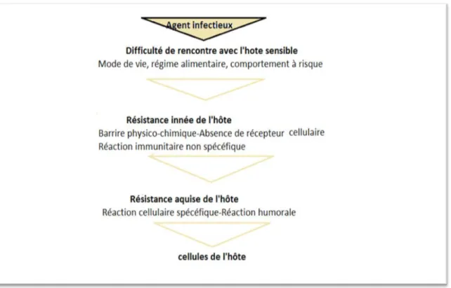 Figure  7 :  Barrières  successives  à  l’infection  d’un  hôte  potentiel  par  un  agent  pathogène (105)