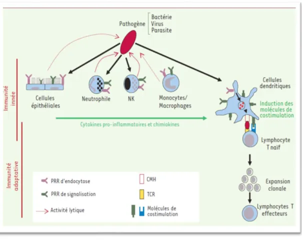 Figure  8 :  Relation  et  interaction  entre  l’immunité  innée  et  l’immunité  adaptative  (109)