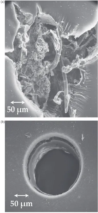 Fig. 9. Scanning electron microscope images (Hitachi, S-450) of defect(s) gener- gener-ated (a) by the tungsten tip and (b) by laser impulses after the filtration of E