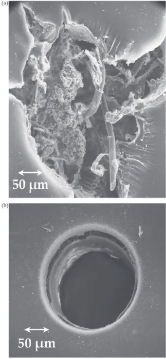 Fig. 9. Scanning electron microscope images (Hitachi, S-450) of defect(s) gener- gener-ated (a) by the tungsten tip and (b) by laser impulses after the filtration of E
