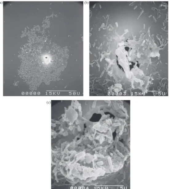 Fig. 10 reports the results obtained with a series of smaller defects. Again the LRV increases along with the cumulated filtered volume and seems to level off beyond around 150 mL