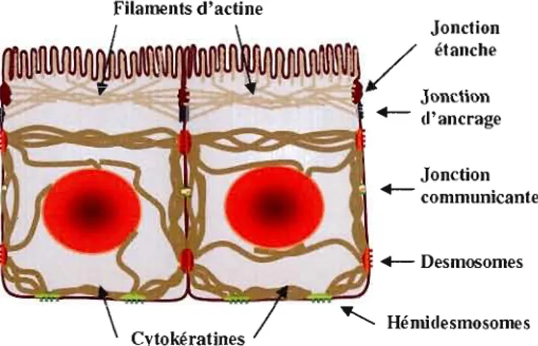 Figure  1.3  Les  jonctions  intercellulaires.  Les  jonctions étanches  empêchent  l'échange  de  matériel  à  travers  la  membrane