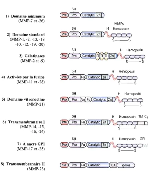 Figure  1.4  Les  structures  des  MMP.  Pre,  Pré-domaine;  Pro,  Pro-domaine;  SA,  signal  d'ancrage;  Catalytic,  domaine  catalytique;  Zn,  atome  de  zinc;  H,  domaine  charnière,  Hemopexin,  domaine  semblable  à  l'hémopexine,  Fi,  domaine  sem