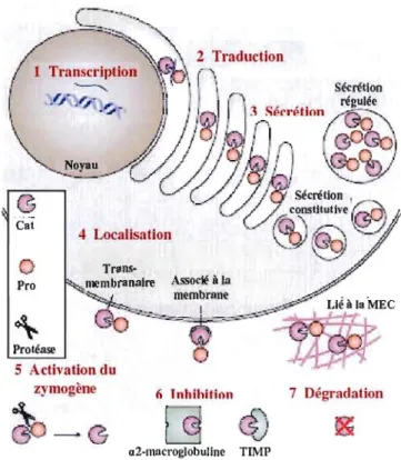 Figure  1.5  La  régulation des  MMP.  La  régulation  de  la  protéolyse  induite  par  les  MMP  s'effectue  à  sept  différents  niveaux