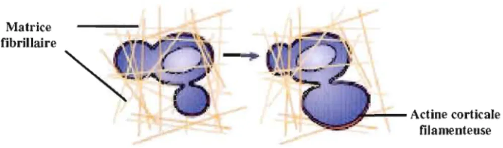 Figure 1.7  La migration amiboïde  3D.  Lors  de  la  migration  amiboïde,  la  cellule  se  faufile  entre les fibres qui  composent la MEC 3D