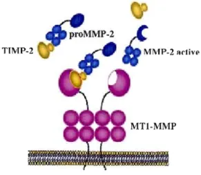 Figure  2.3  Activation  de  la  proMlVlP-2  par  la  MTl-MMP  à  la  surface  cellulaire