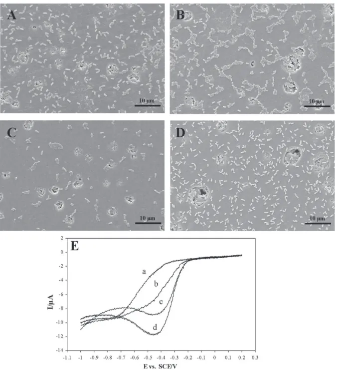 Fig. 2. Scanning electron micrographs of the working electrode surface after 15 s (A), 15 min (B), 30 min (C) and 1 h (D) of contact with bacteria, magnification 5000, and corresponding cyclic voltammograms of P
