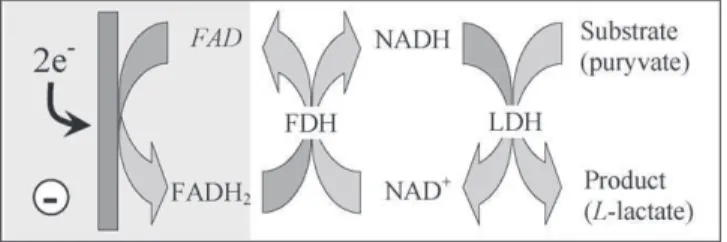 Fig. 1. Reaction scheme for the indirect enzyme-catalyzed electrochemical regen- regen-eration of NADH, using FAD/FADH as redox mediator, in presence of formate dehydrogenase (FDH), as well as its enzymatic reaction, using the l-lactate  dehy-drogenase (LD