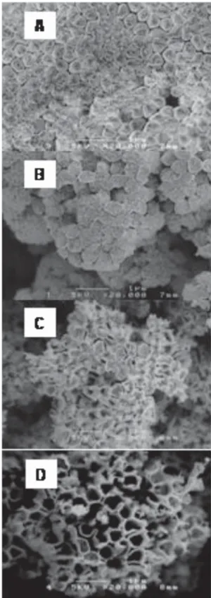 Figure 8. SEM micrographs for PtRu electrochemically deposited through an AAO membrane