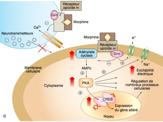 Figure 3. Mécanisme d’action cellulaire des agonistes opioïdes (15) 