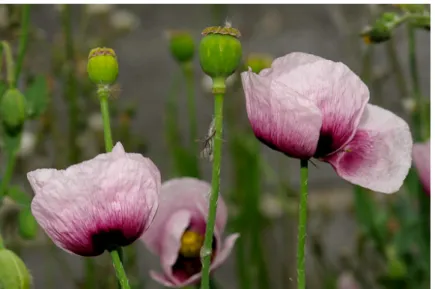 Figure 3 : Papaver Somniferum (99) 