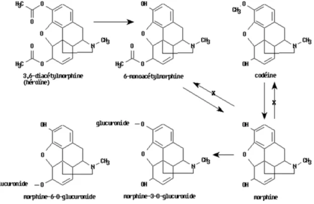 Figure 10 : Métabolisme de l’héroïne (103) 