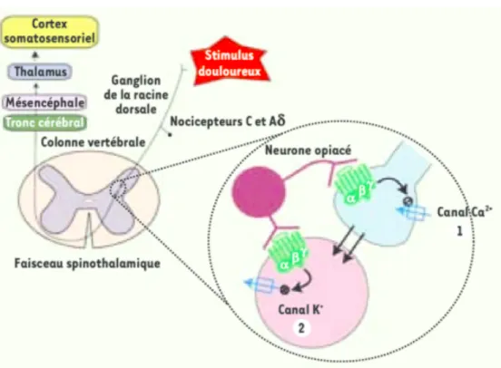 Figure 11 : Rôle des signaux induits par les récepteurs opiacés dans la régulation  de l'activité du circuit de perception de la douleur (34) 