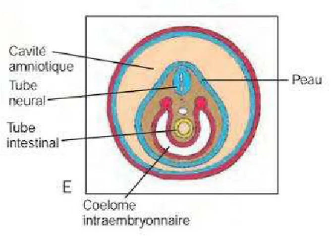 Figure 1 : Embryon « tube dans un tube » (1) Le tube intestinal est formé par 3 entités : 
