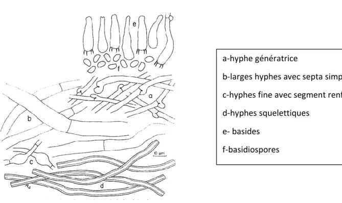Figure 6: Dessin d'une observation microscopique de Grifola frondosa (Gilbertson;1993) a-hyphe génératrice  