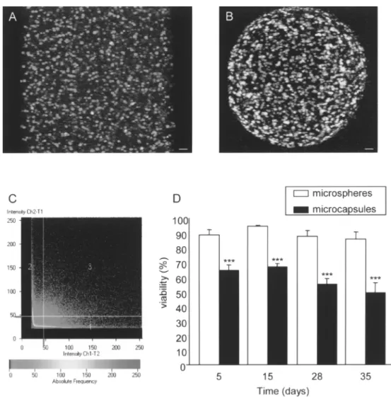 Figure 2. In vitro viability of MSCs in alginate microparticles. (A, B) Resulting confocal image of encapsulated MSCs in micro- micro-spheres (A) and in microcapsules (B) after 2 µM ethidium homodimer-3 (red fluorescence) and 1 µM calcein (green fluorescen