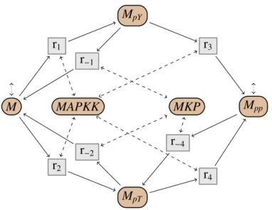 Fig 2.10: Graphe du système MAPK.