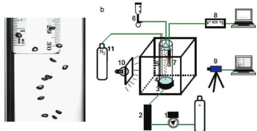 Fig. 2. (a) Illustration of a train of bubbles generated. (b) Experimental set-up used for measuring the liquid-side mass transfer coefficients associated with the latter train of bubbles: (1) pressure gauge, (2) gas flow meter, (3) electronic manometer, (