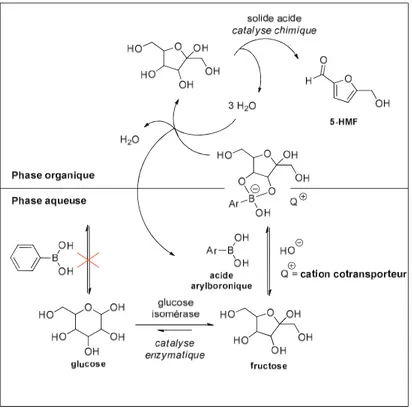 Figure  4  Concept  d’isomérisation/déshydratation  en  milieu  biphasique  en  présence  d’acide  boronique  et  de transporteur 